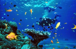bali tourism board