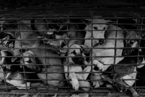 The Fight for Compassion: Why Indonesia Must End the Dog and Cat Meat Trade